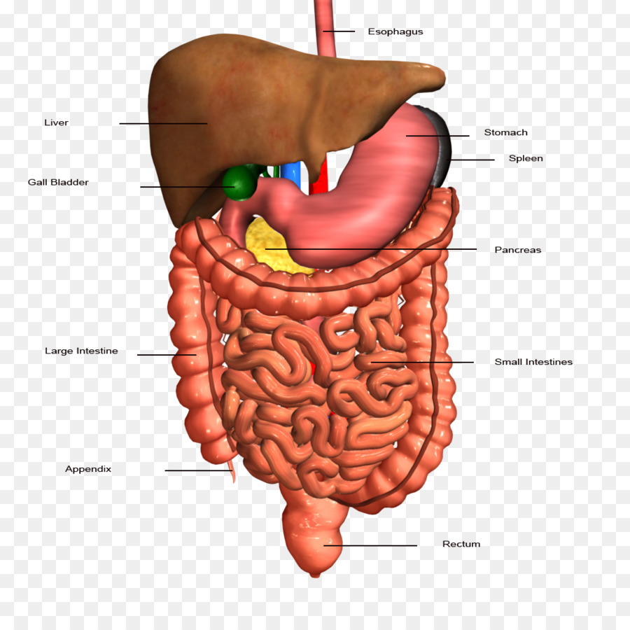 Digestive System PNG HD - 146002