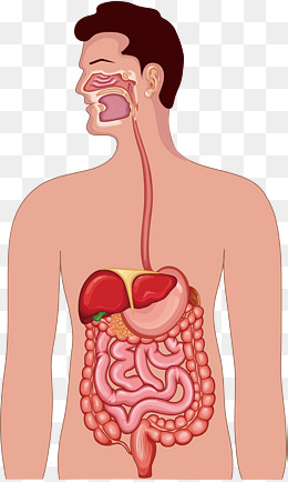 Digestive System PNG HD - 145998