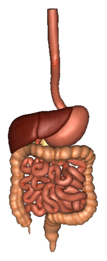 Digestive System PNG HD - 146003