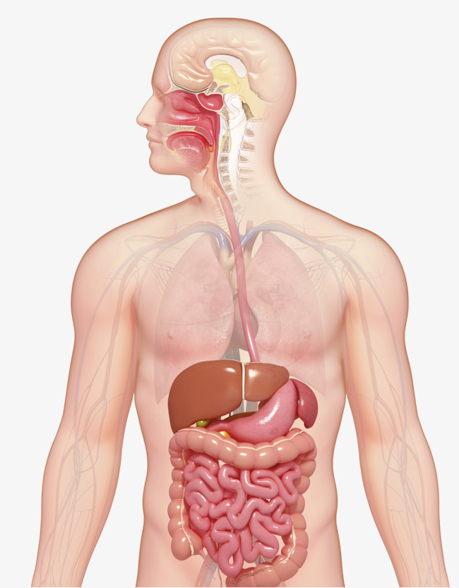 Digestive System PNG HD