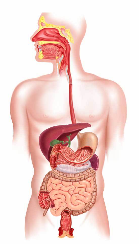Digestive System PNG HD - 145997