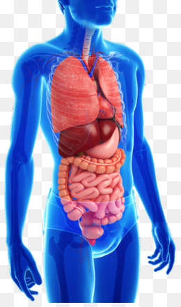Digestive System PNG HD - 146007