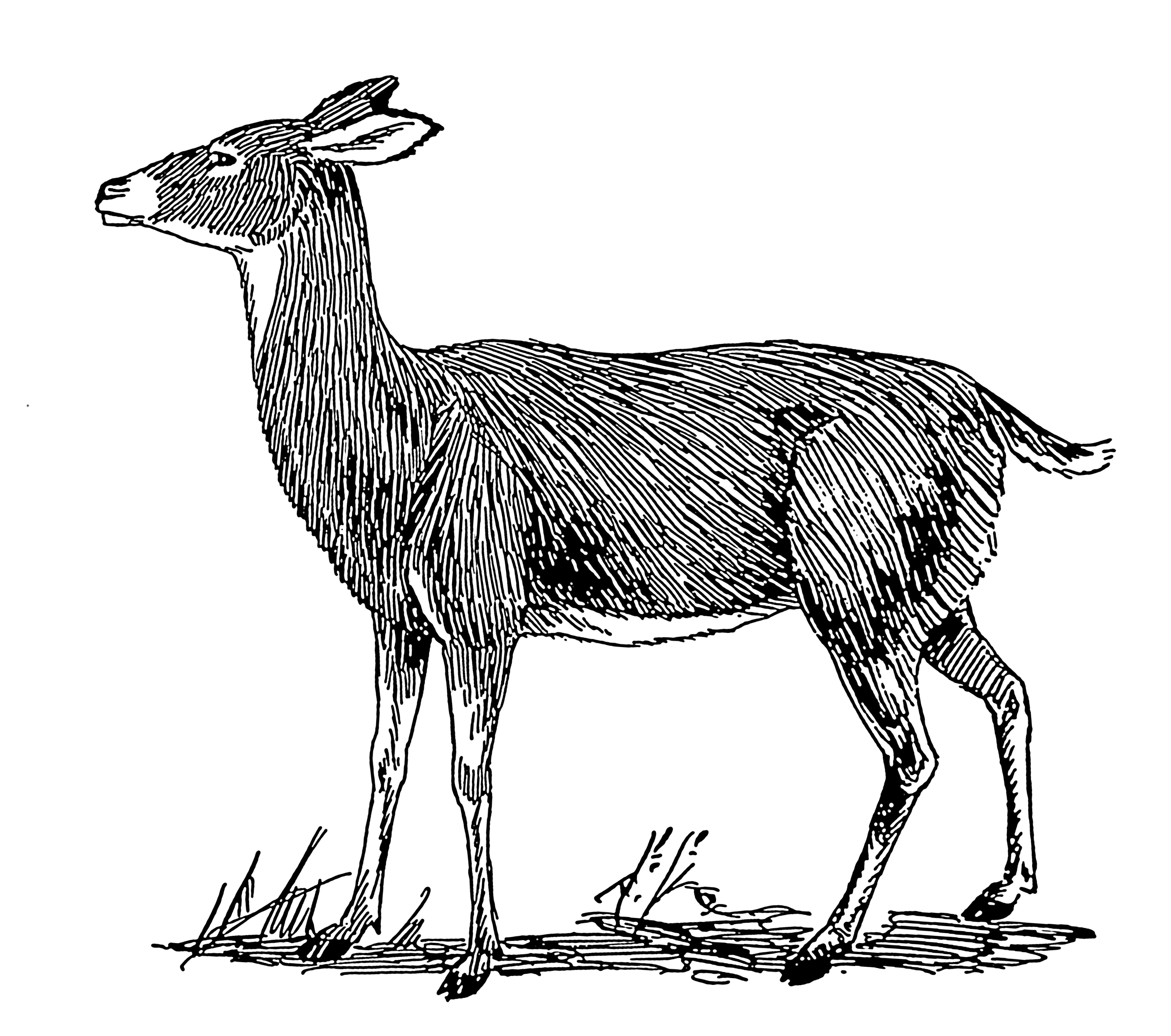Buck And Doe Clipart