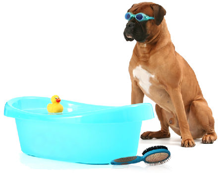 Collection of Dog Bath PNG. | PlusPNG