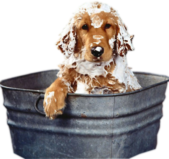 Collection of Dog Bath PNG. | PlusPNG