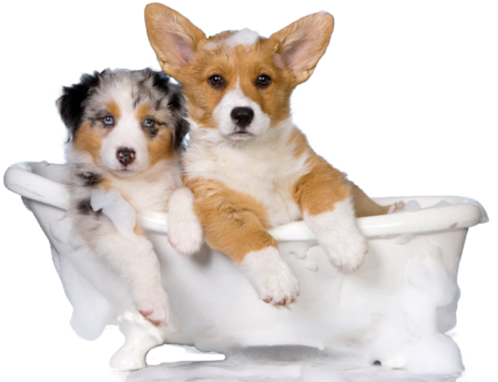 Collection of Dog Bath PNG. | PlusPNG