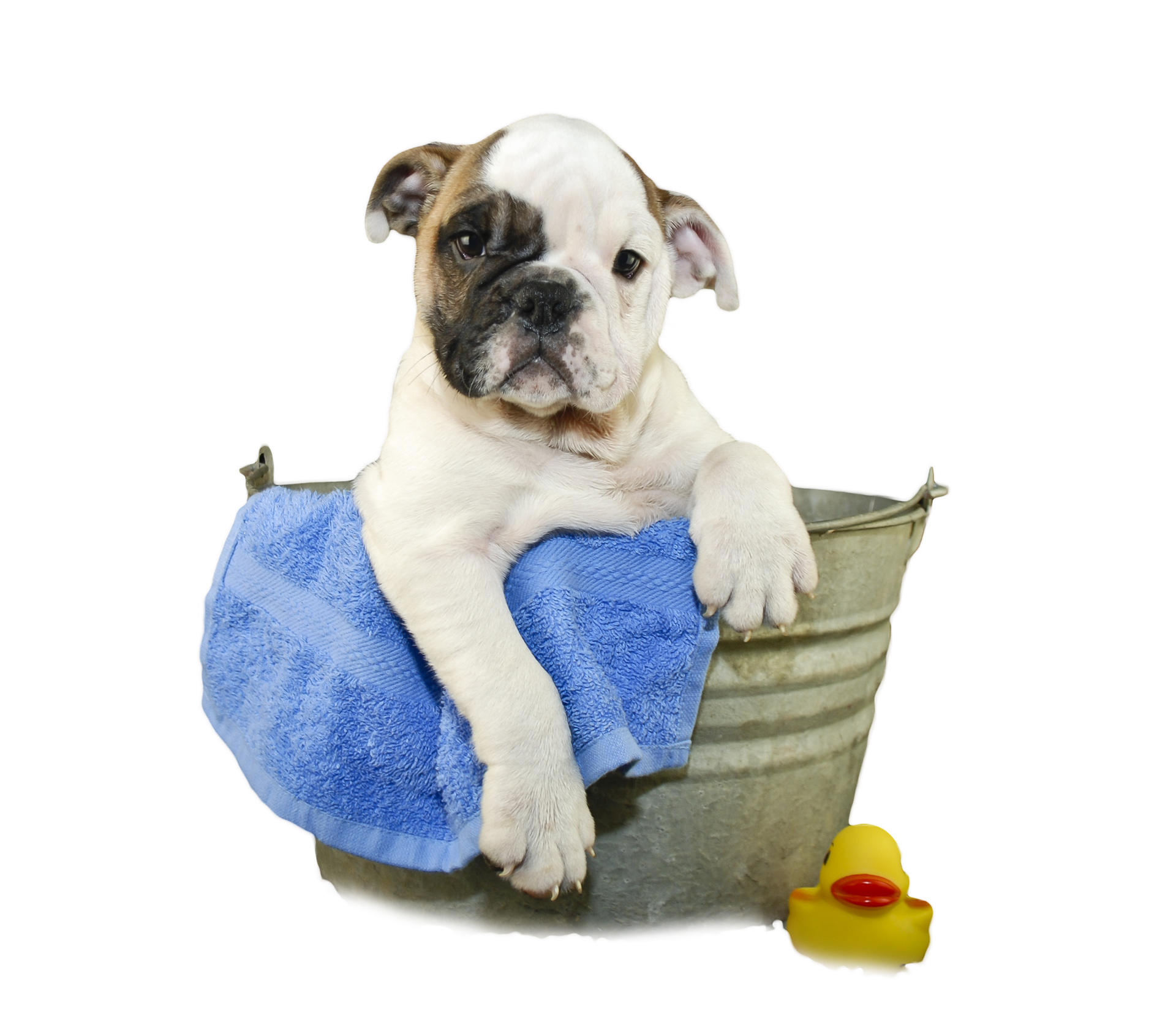Jack wash the dog. Собака моется. Бульдог в ванной. Мытьё питомцев. Озоновая ванна для собак.