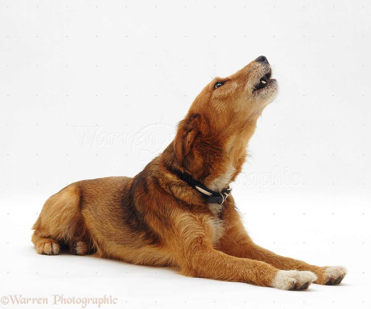 Dog Howling PNG - 47185