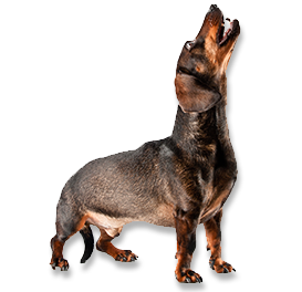 Dog Howling PNG
