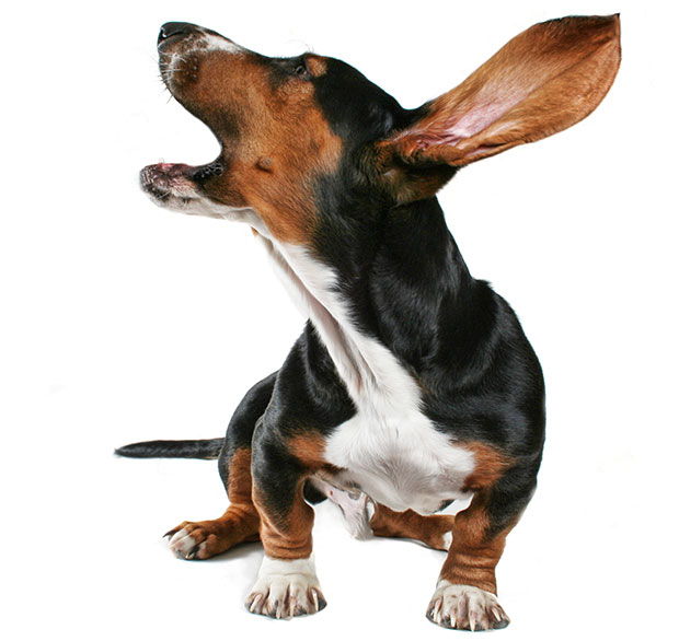 Dog Howling PNG - 47187