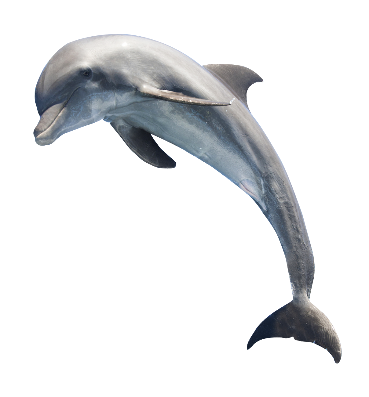 Dolphin HD PNG - 94291