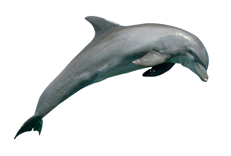 Dolphin HD PNG-PlusPNG.com-96