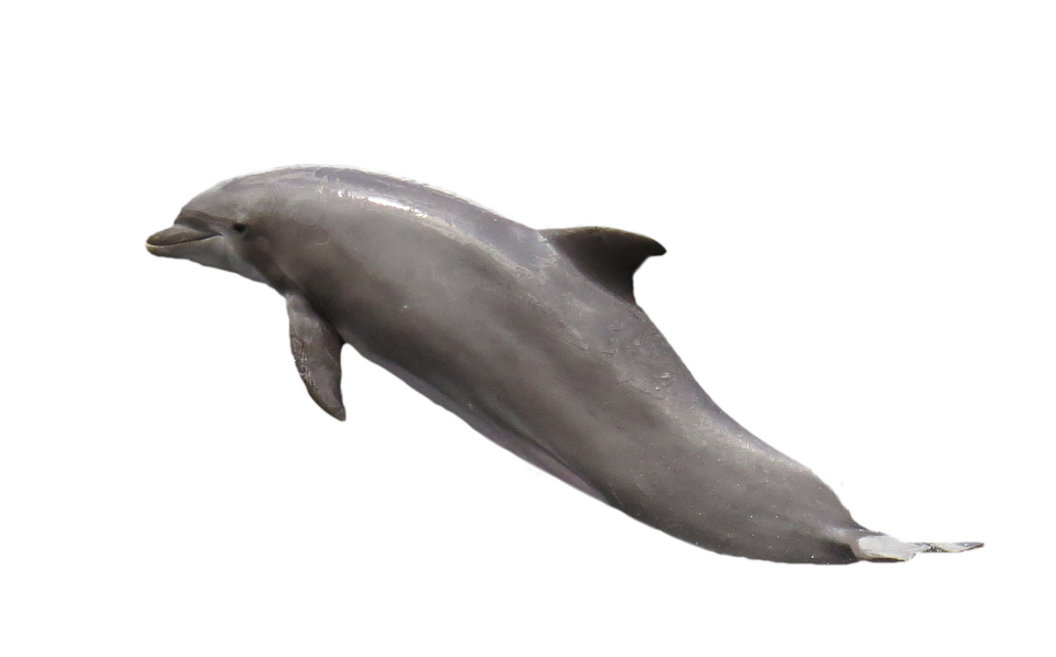 Dolphin HD PNG - 94300
