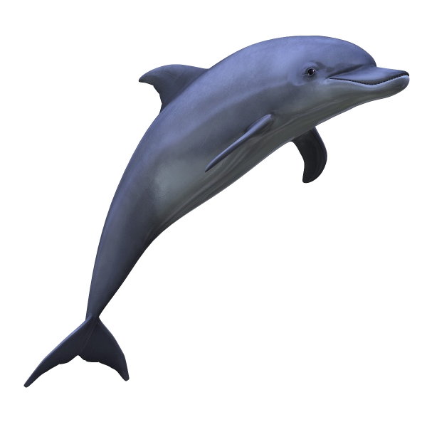 Dolphin, Isolated, Marine Mam
