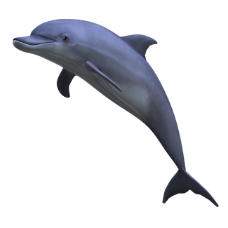 Dolphin, Isolated, Marine Mam