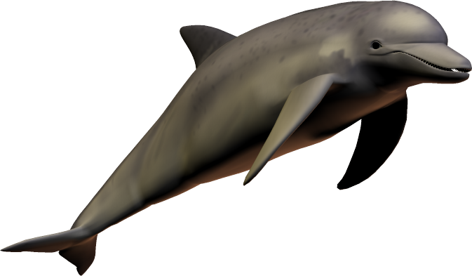 Dolphin HD PNG - 94299