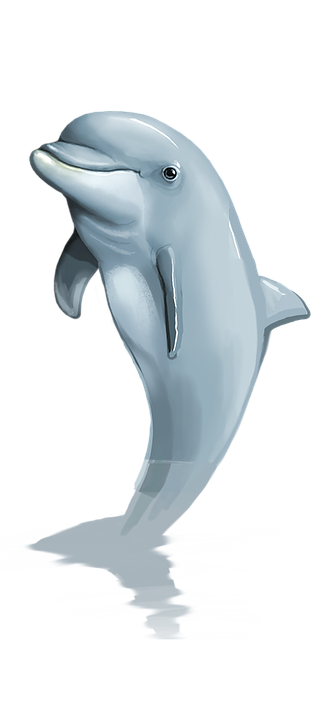 Dolphin, Png, Mammal