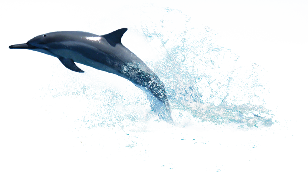 Dolphin HD PNG - 94294