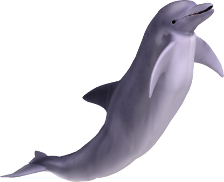 Dolphin Png File PNG Image