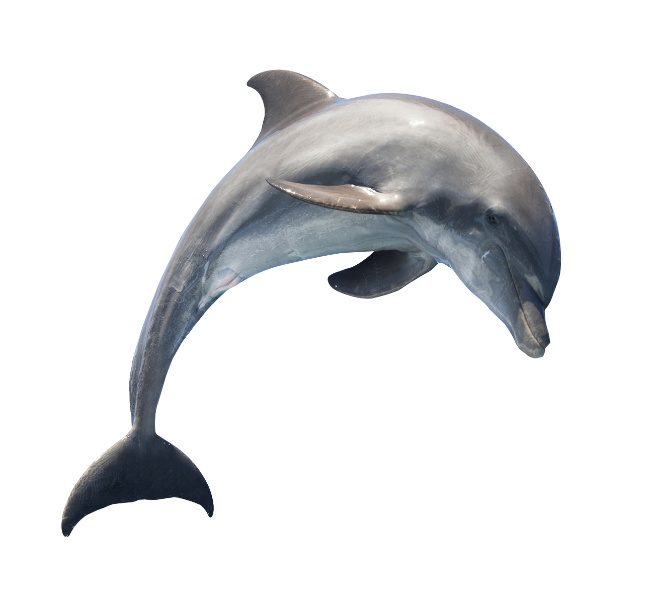 png 1280x1024 Dolphin with no
