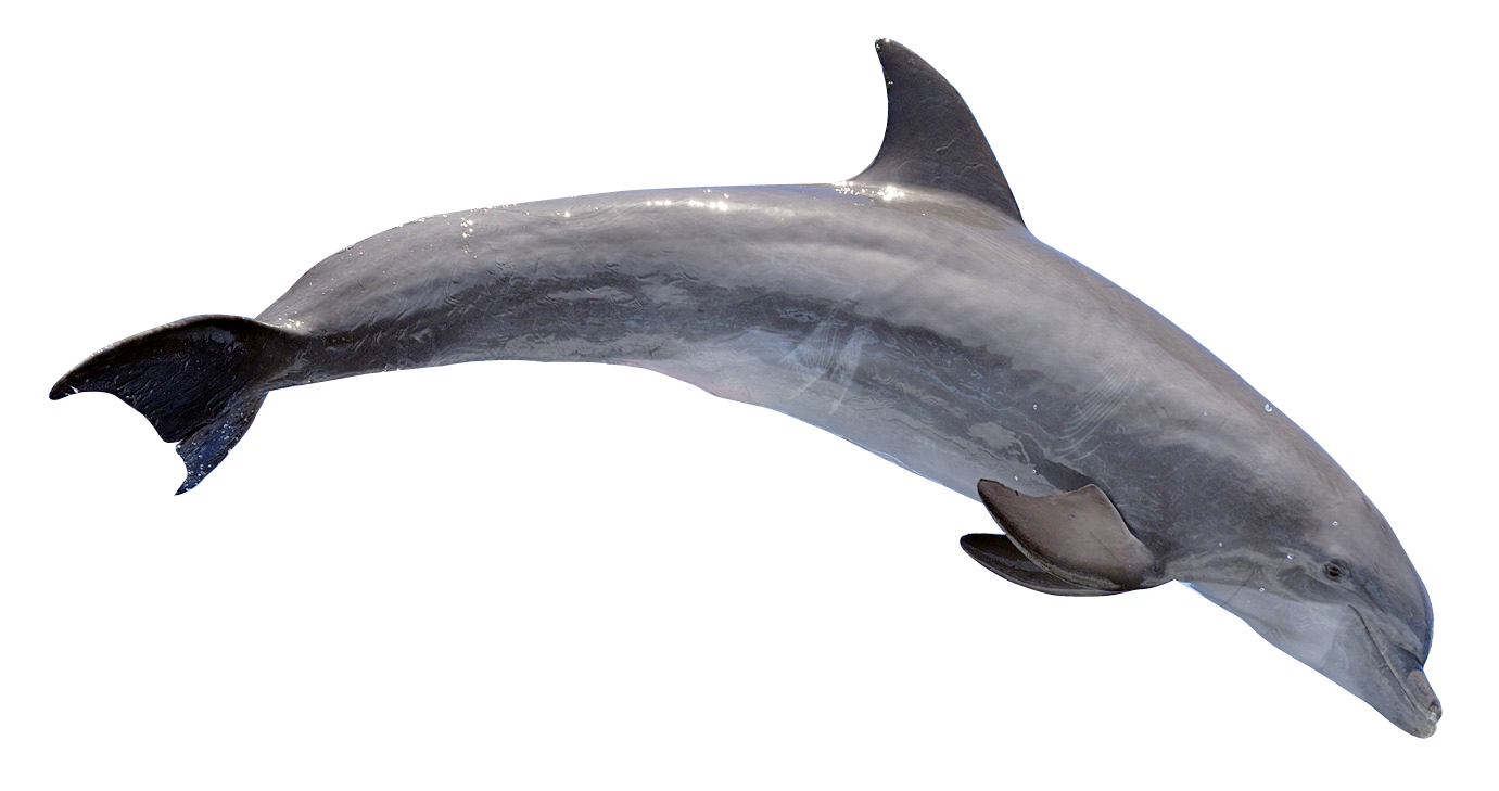 Dolphin PNG Transparent Image
