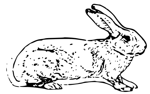 Learn How to Draw a Rabbit (F