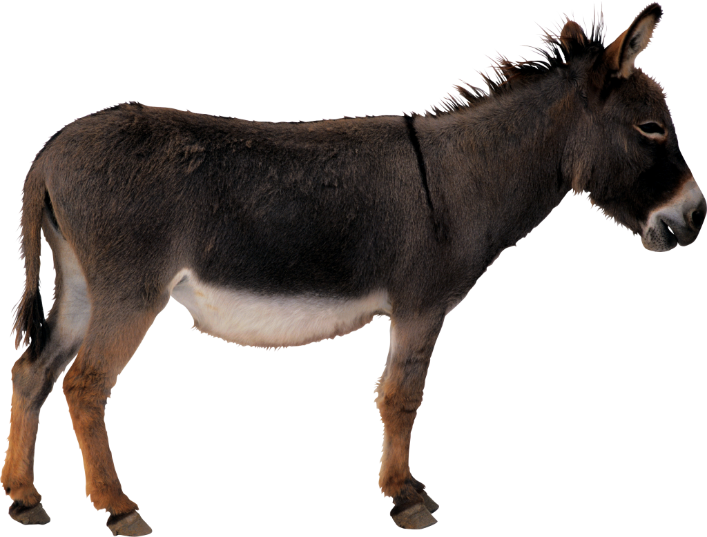 Donkey PNG - PNG Mule