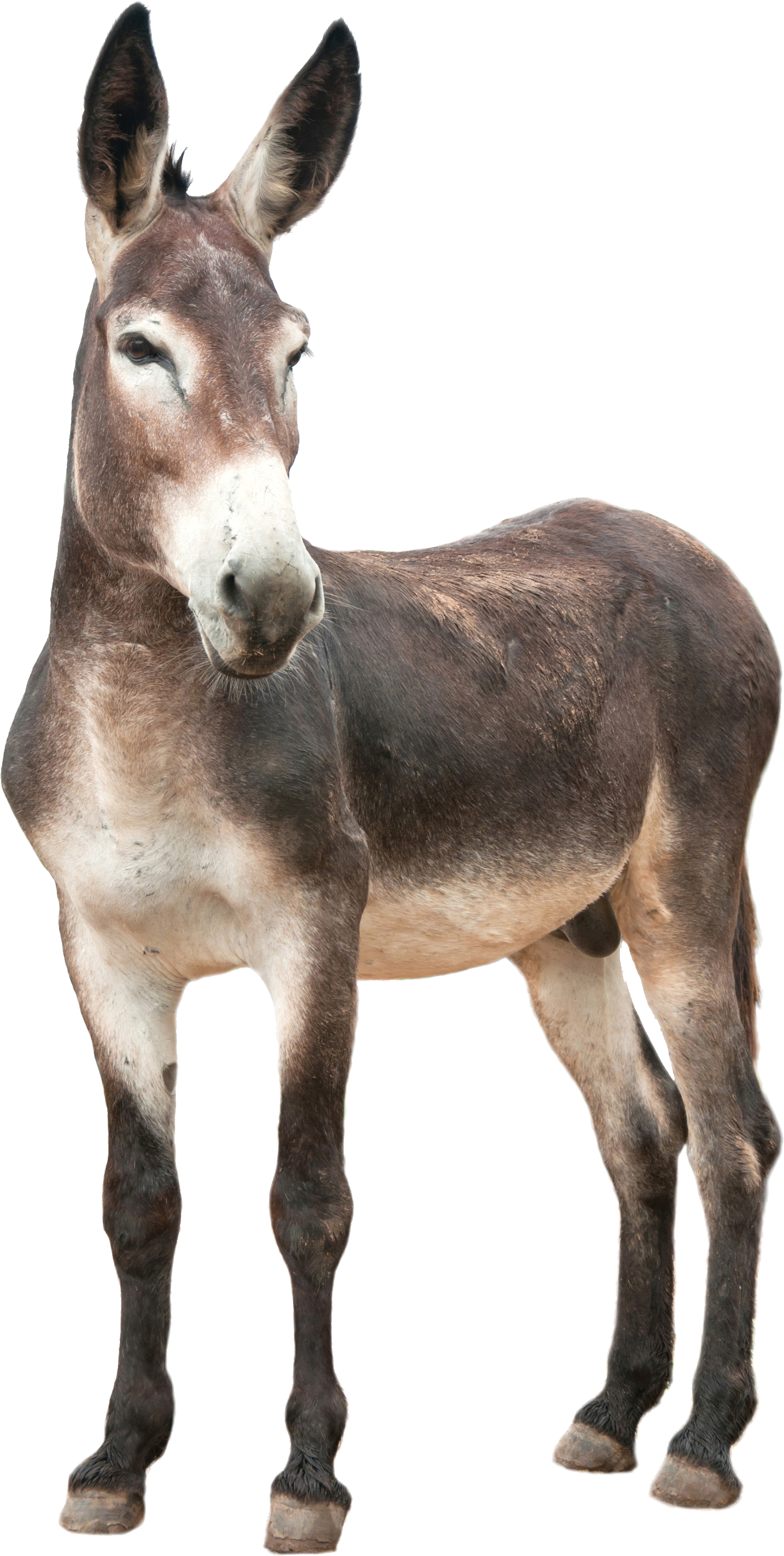 Donkey HD PNG - 118275