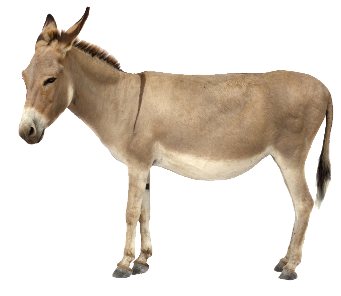 Donkey HD PNG - 118279