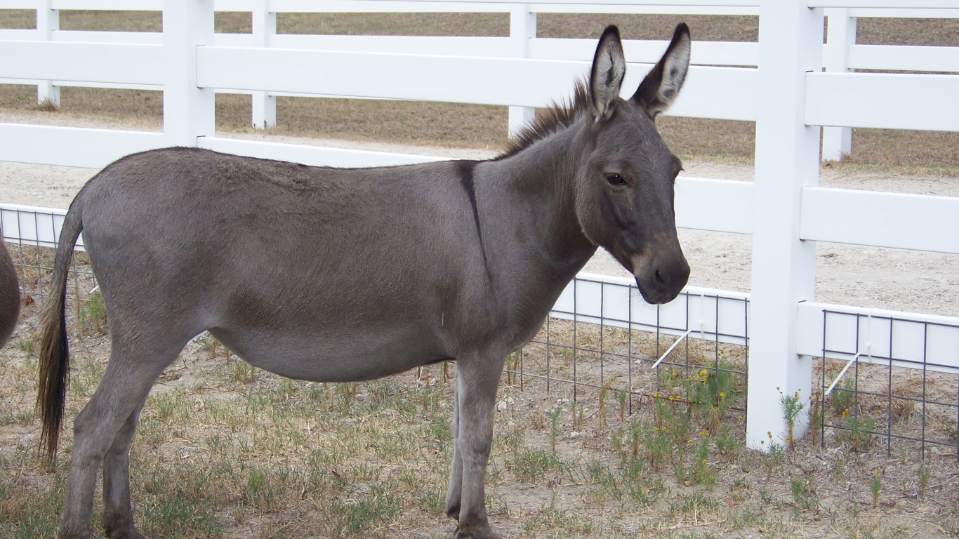 Donkey HD PNG - 118281