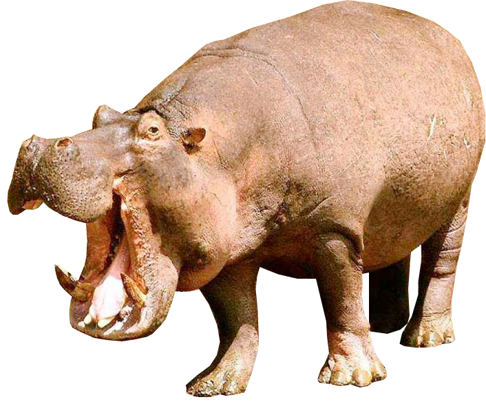 Hippopotamus PNG - 5099