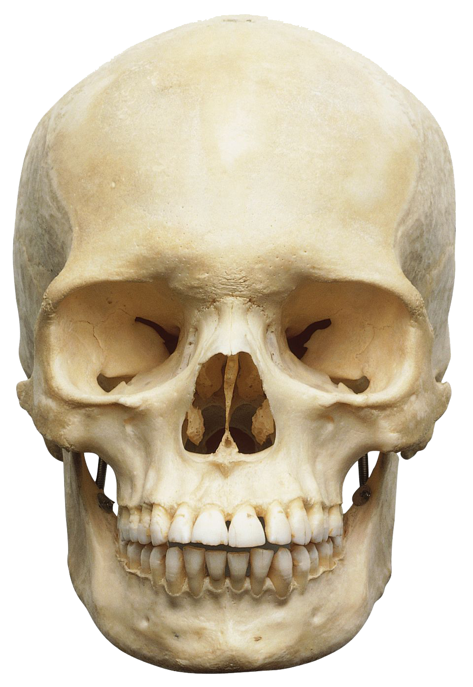 Skeleton Head PNG - 1994