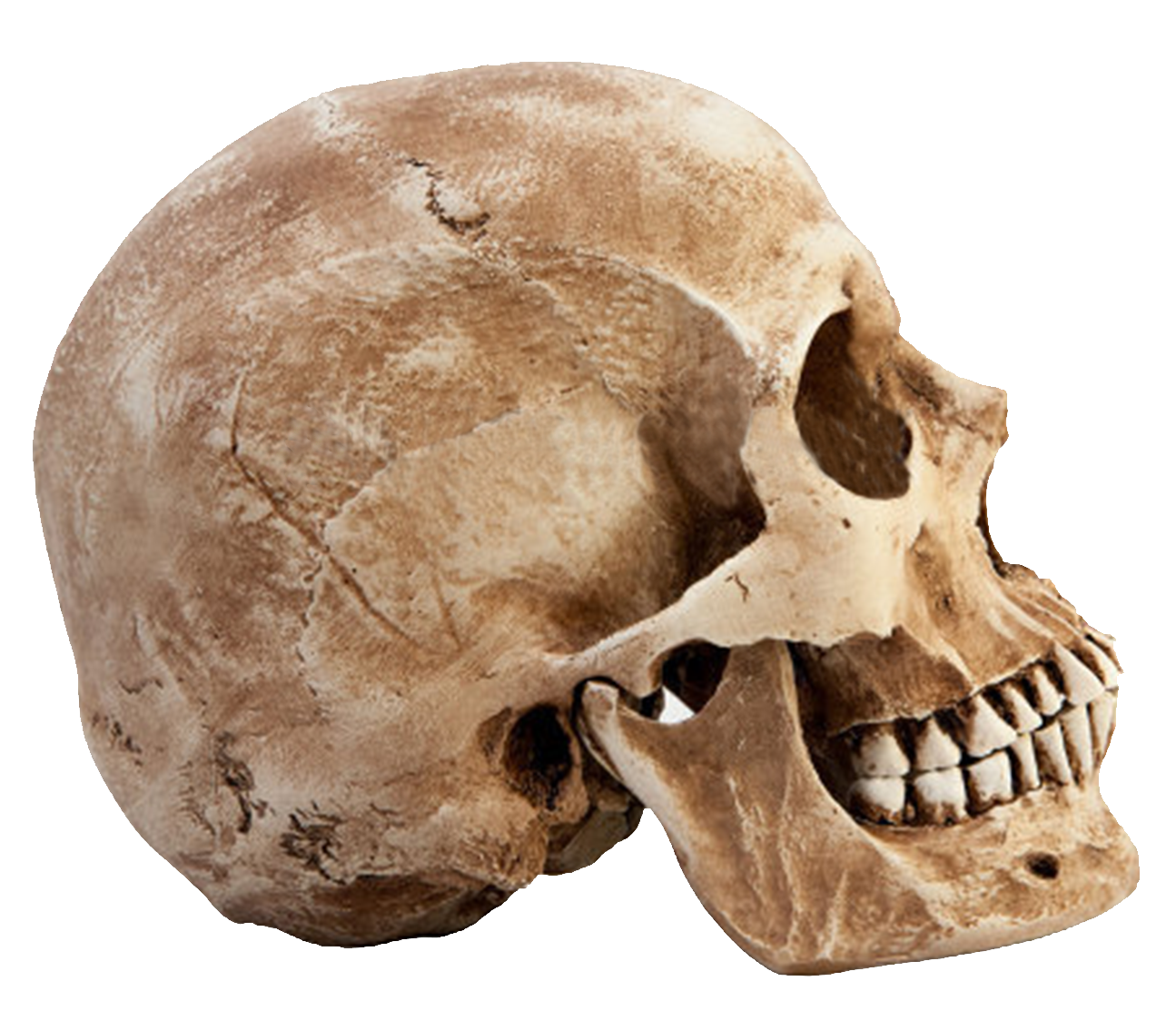 Skeleton Head PNG - 2014