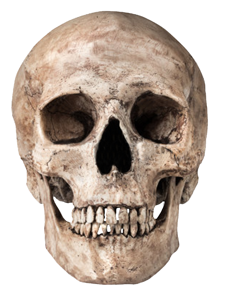 Skeleton Head PNG - 1997