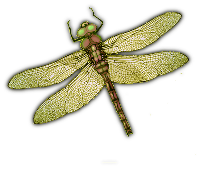 Dragonfly PNG - 1748