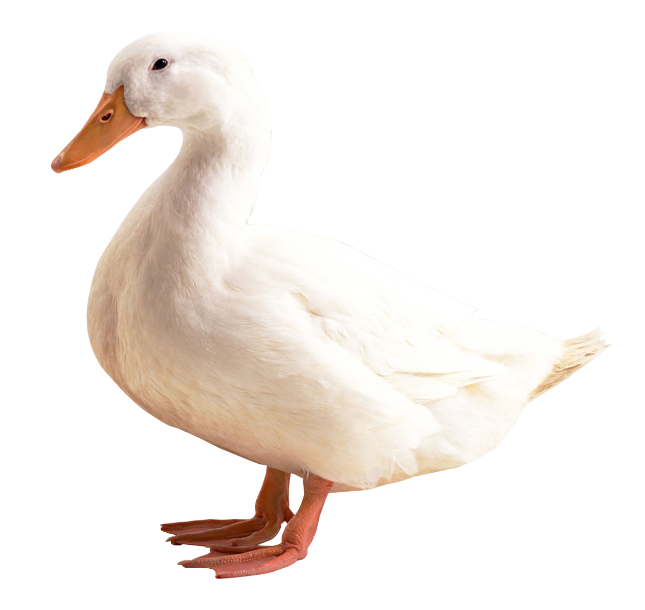 Duck HD PNG - 89561