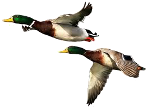 Duck HD PNG - 89563