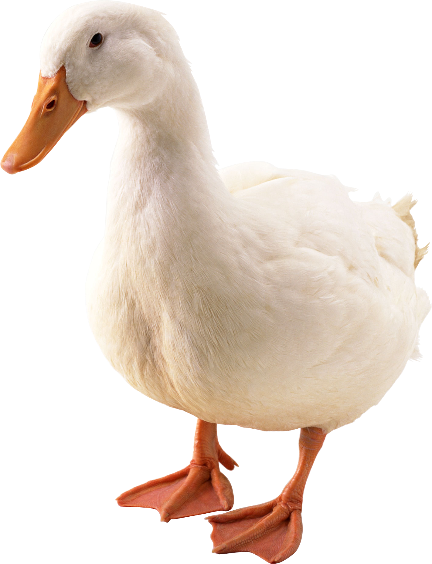 Duck HD PNG - 89562