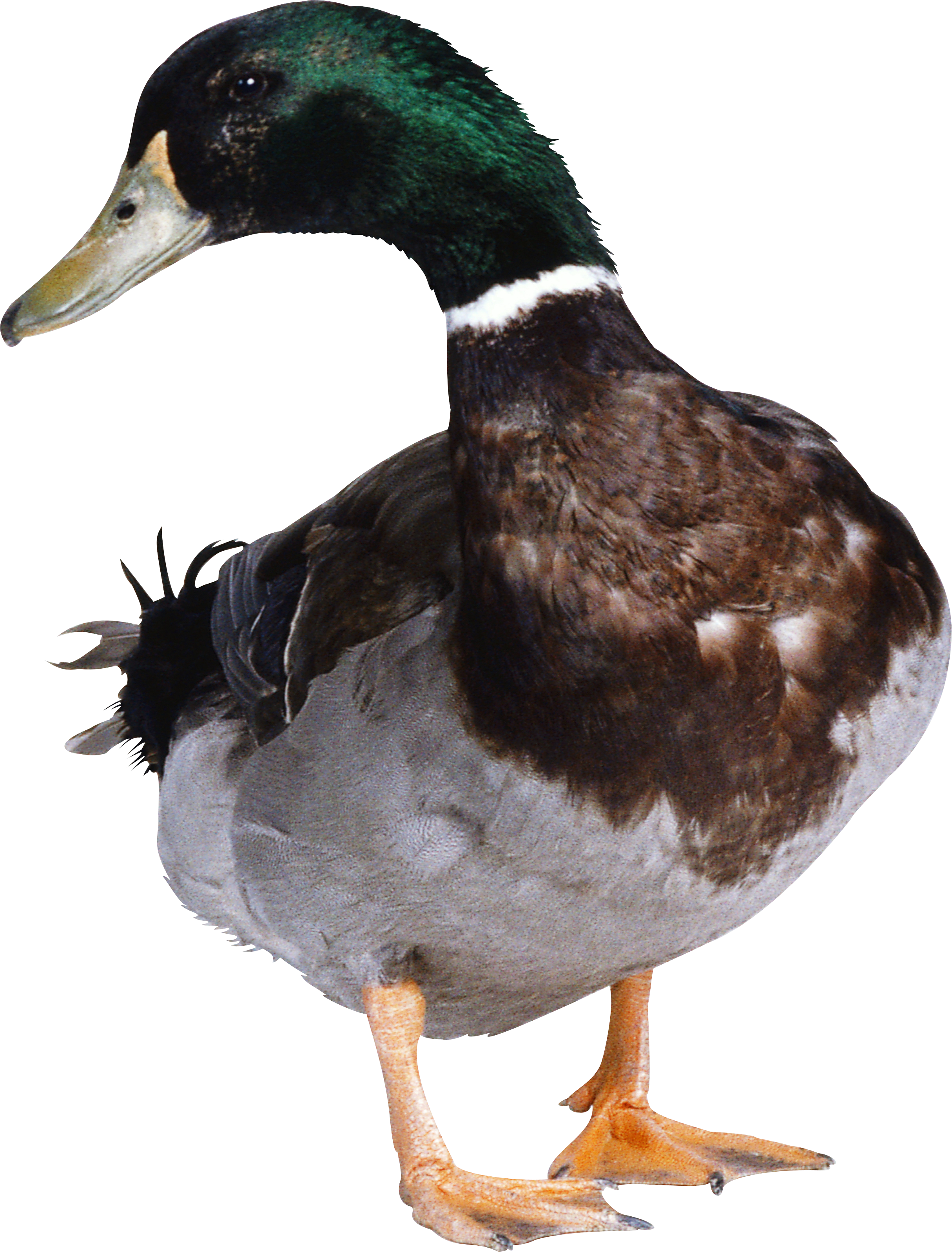 Duck HD PNG - 89557