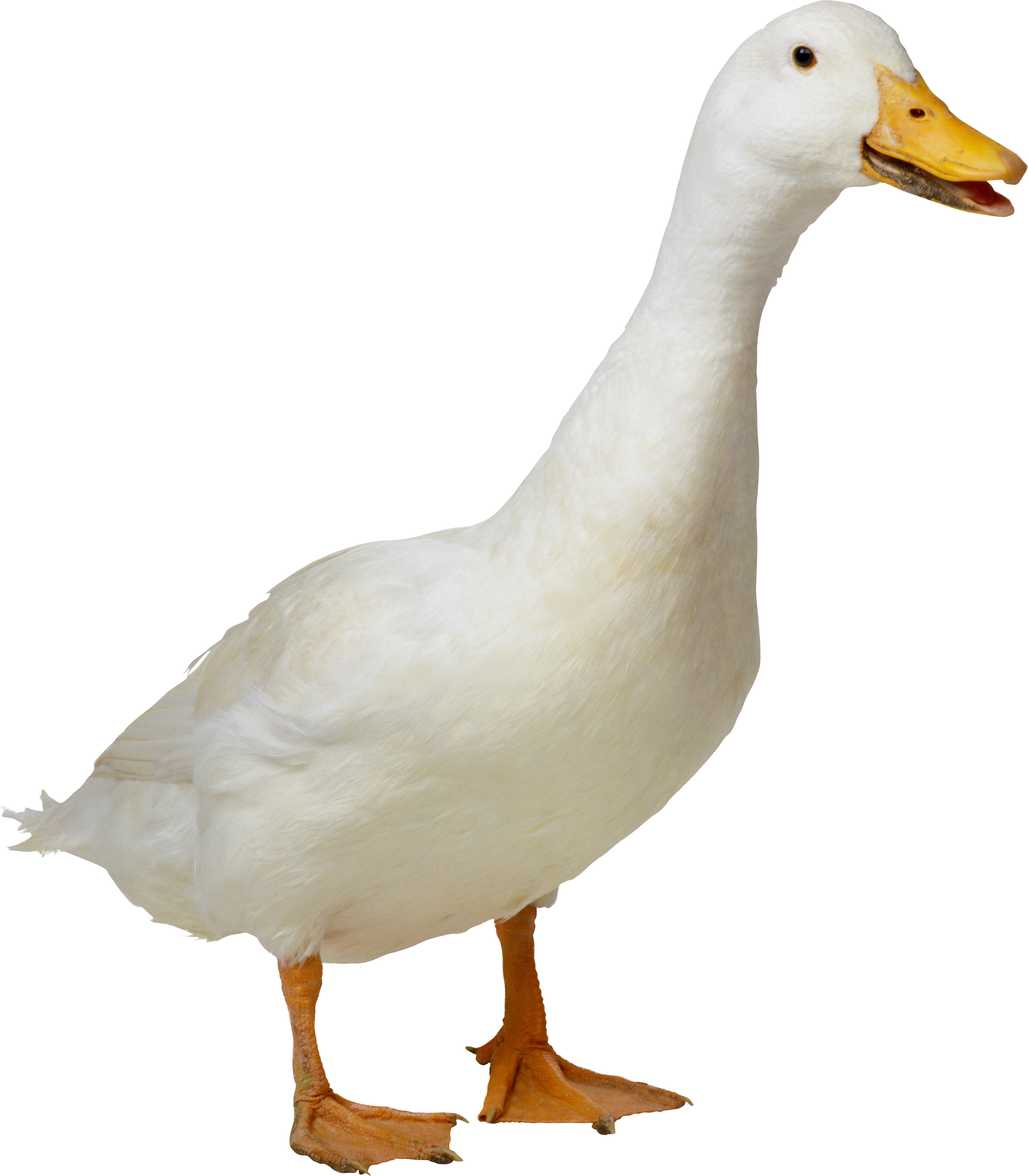 Duck HD PNG - 89554