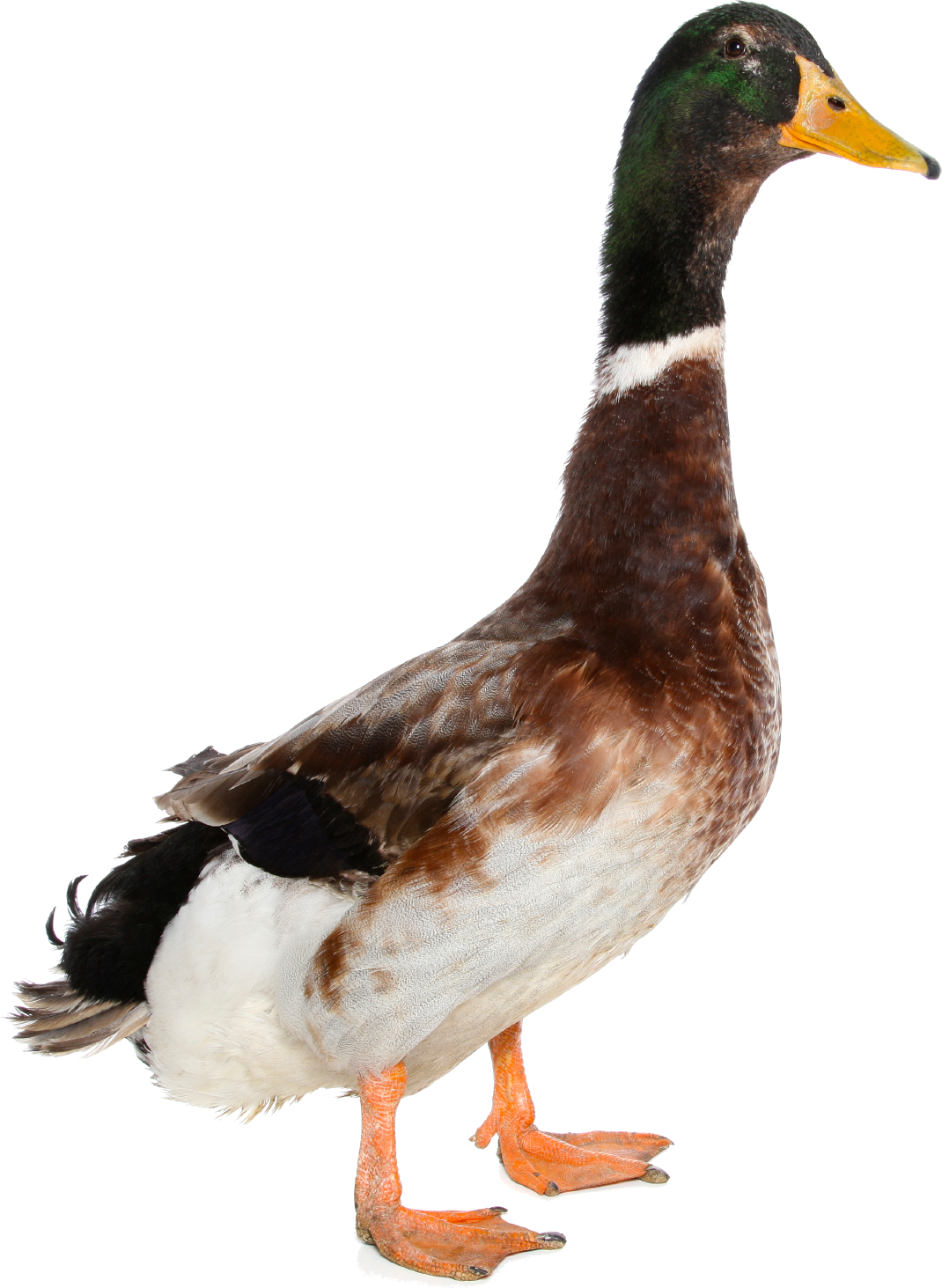 Duck PNG - 10130