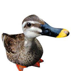 Duck PNG File