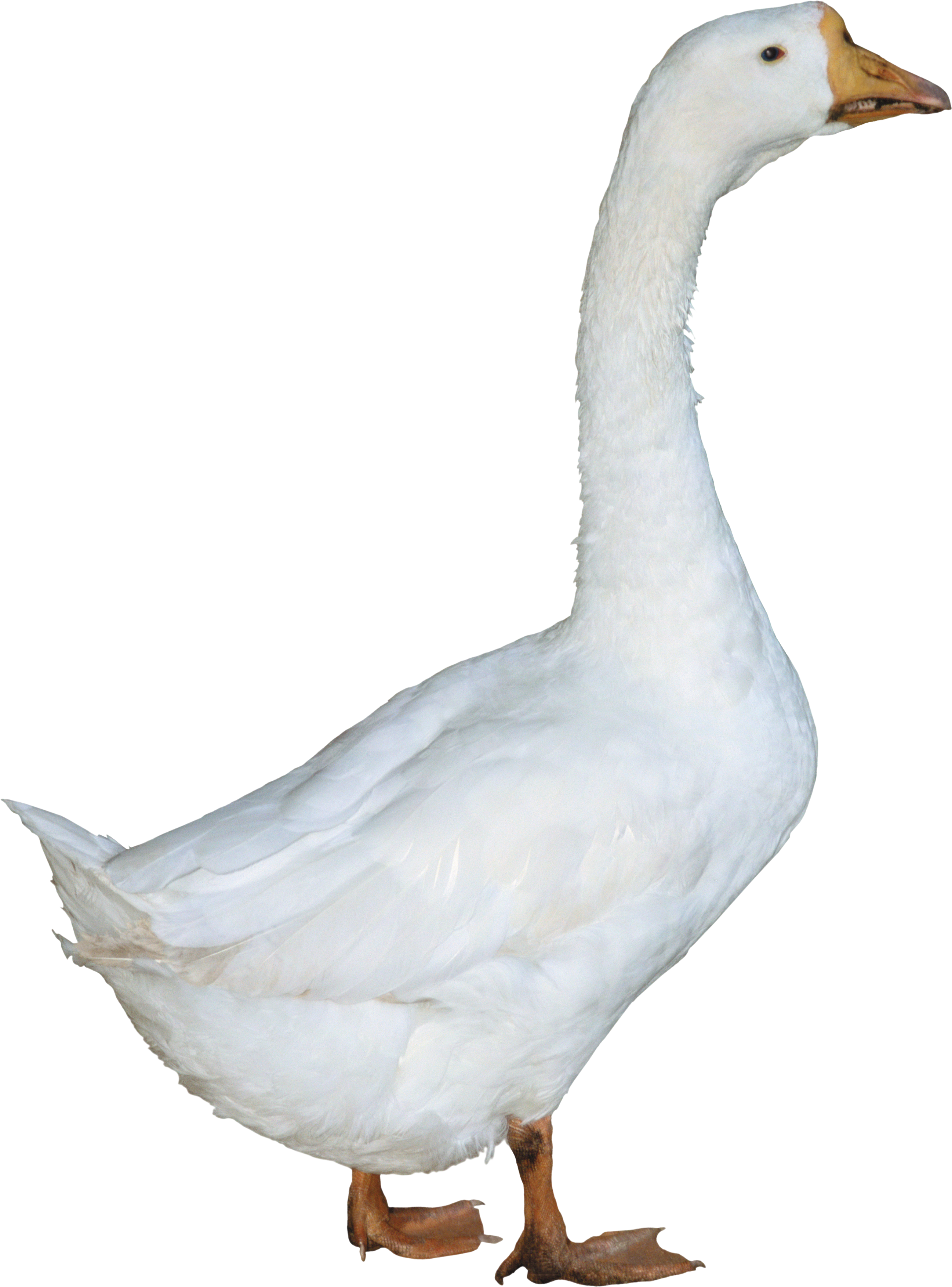 Duck PNG image