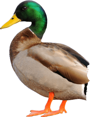 Duck PNG - 25161
