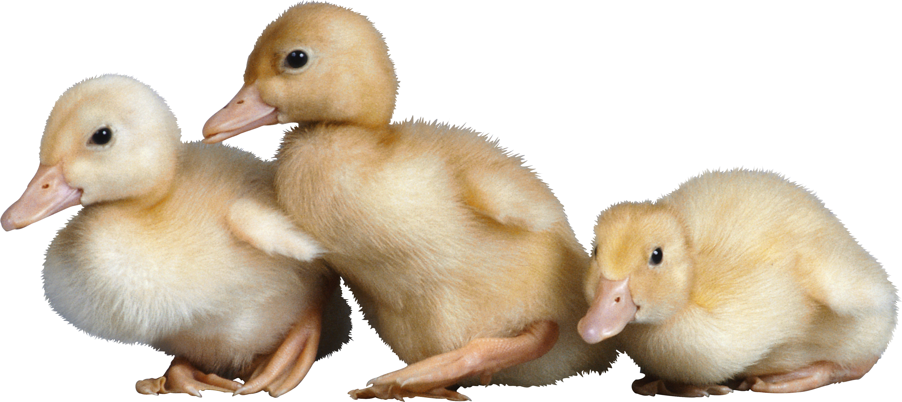 Duck PNG - 10128