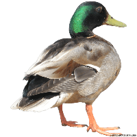 Duck PNG - 25154