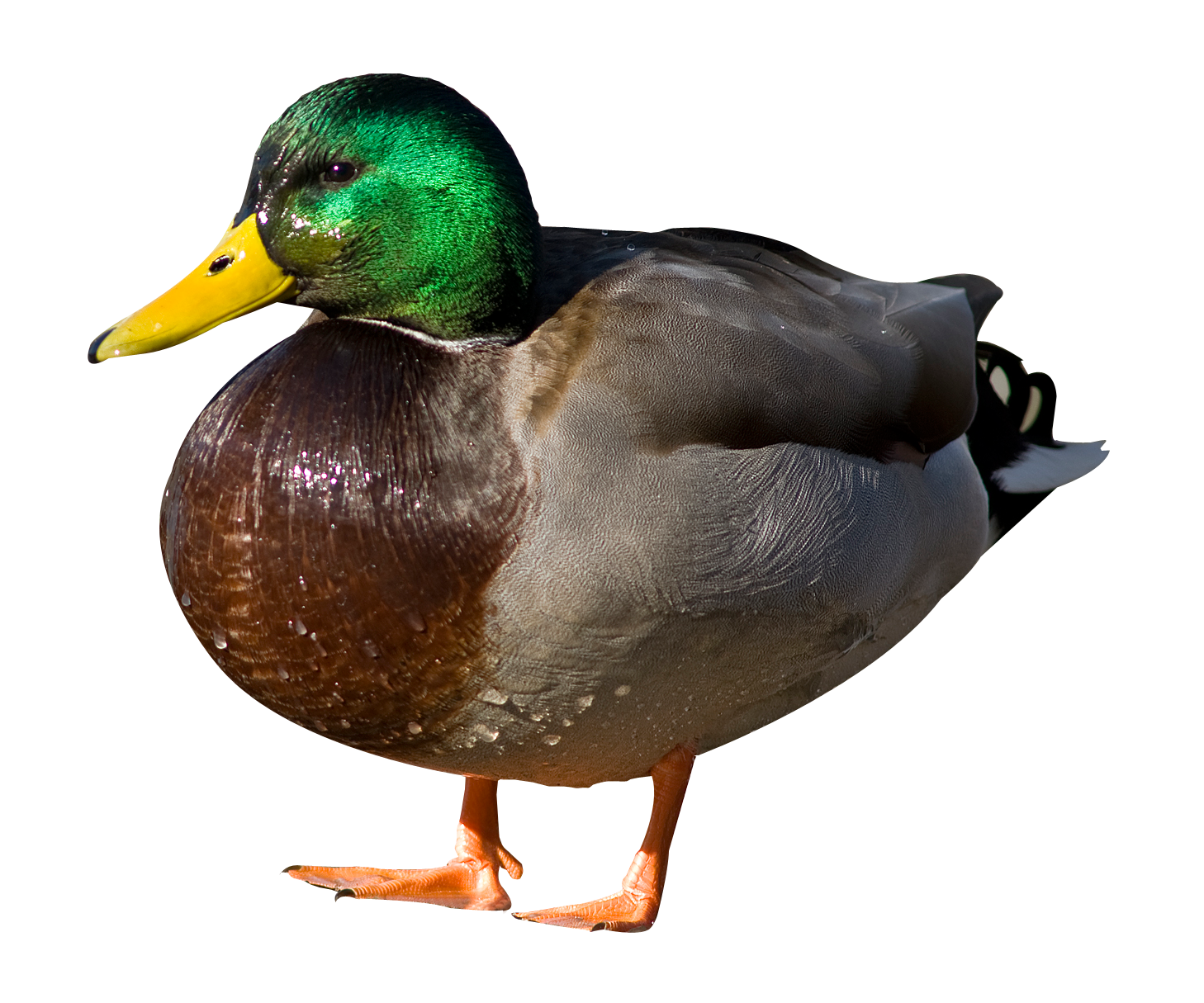 Duck PNG - 10115