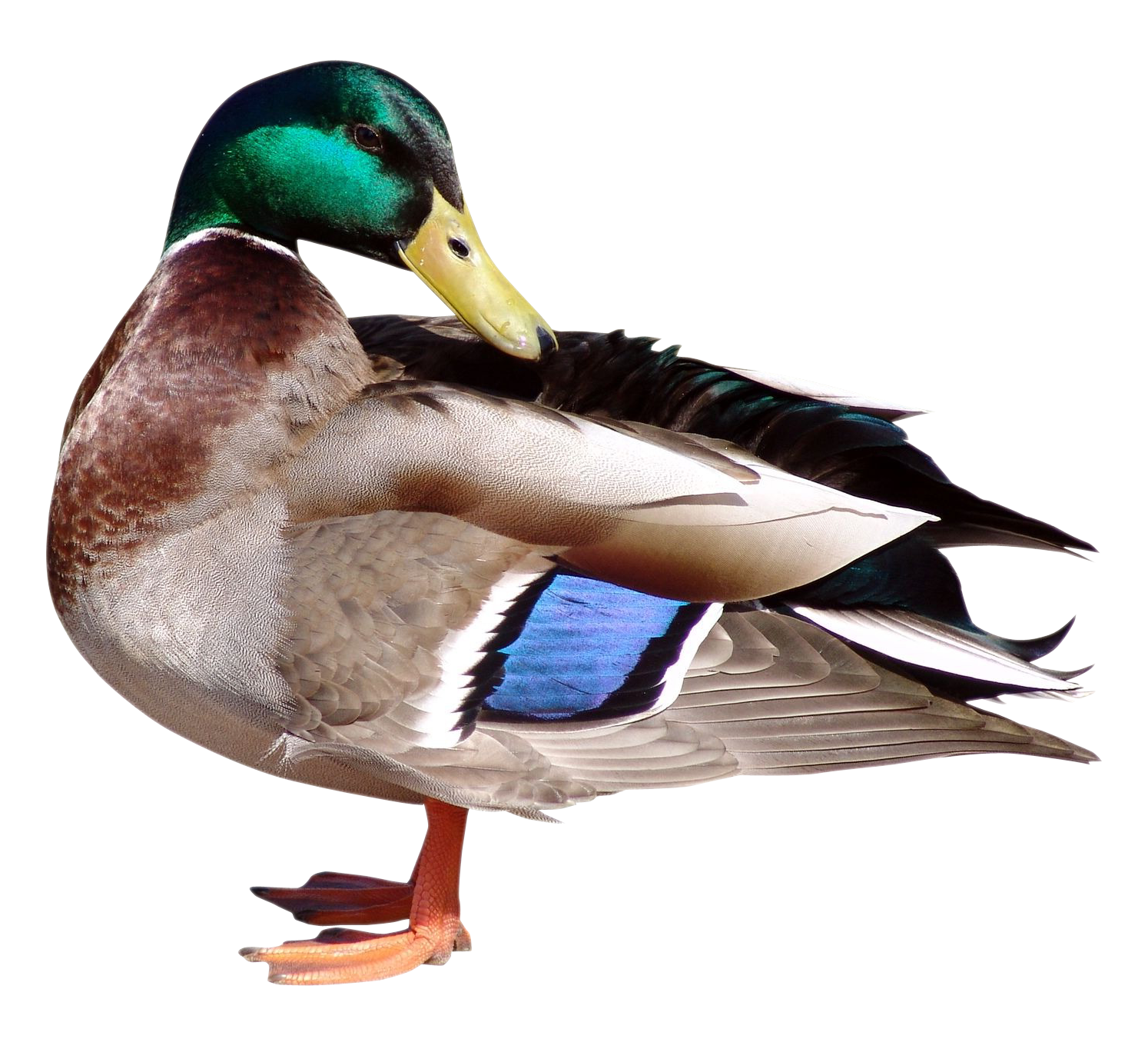 Duck PNG - 10117