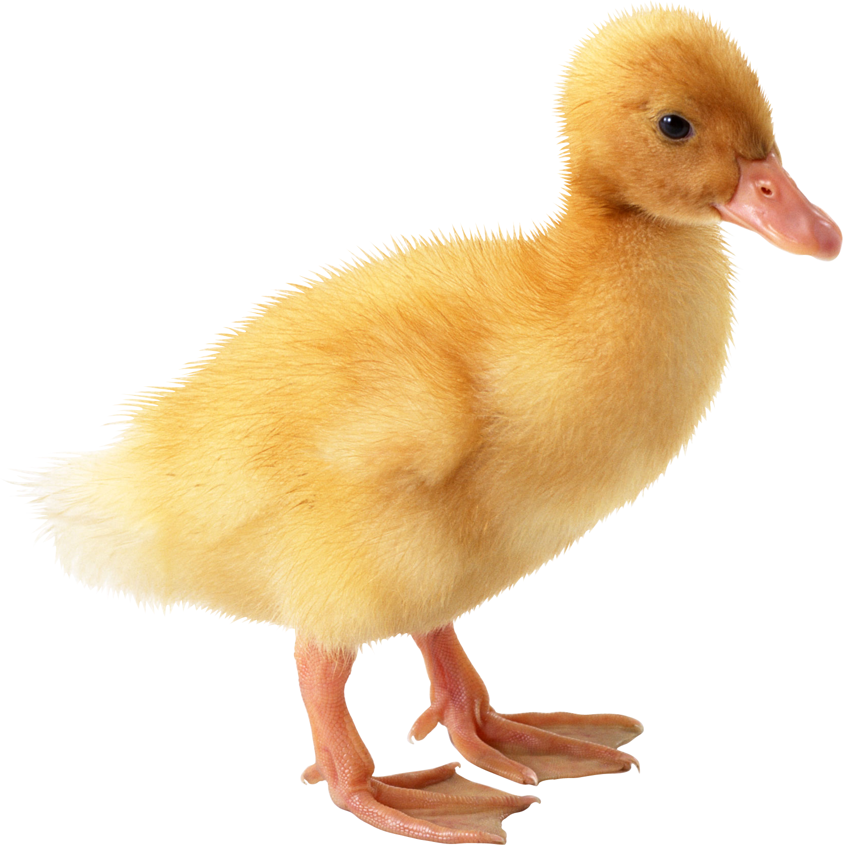 Little yellow duck PNG image