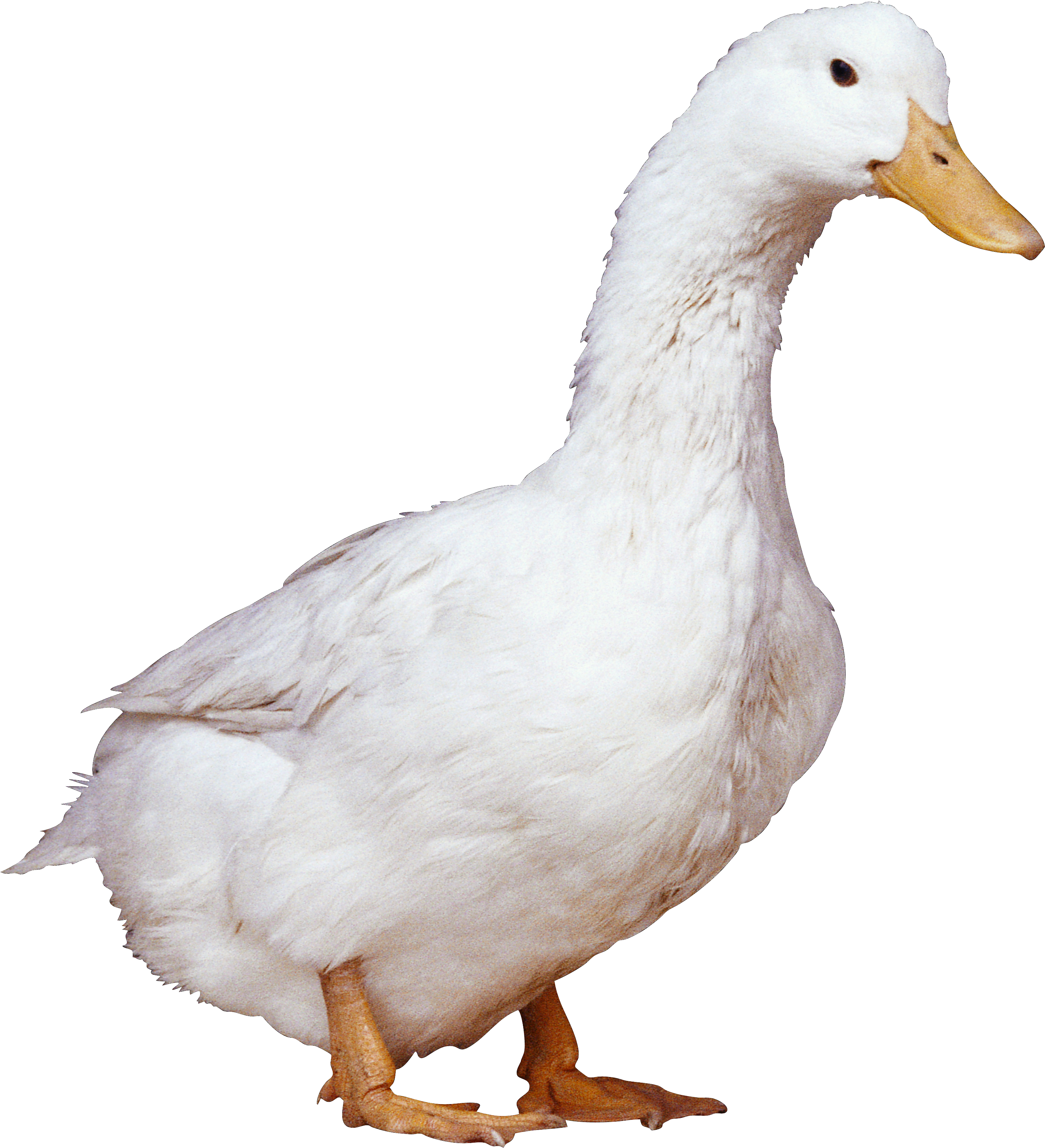 Duck PNG - 10114